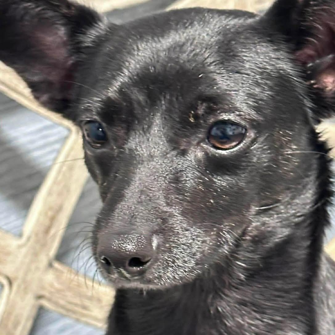 Lulu, a Adoptable mixed breed in Joliet, IL image 3/6