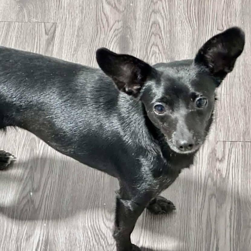 Lulu, a Adoptable mixed breed in Joliet, IL image 4/6