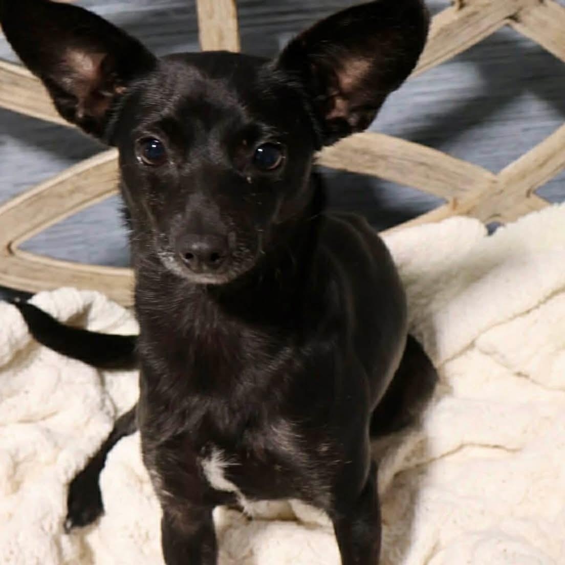 Lulu, a Adoptable mixed breed in Joliet, IL image 5/6