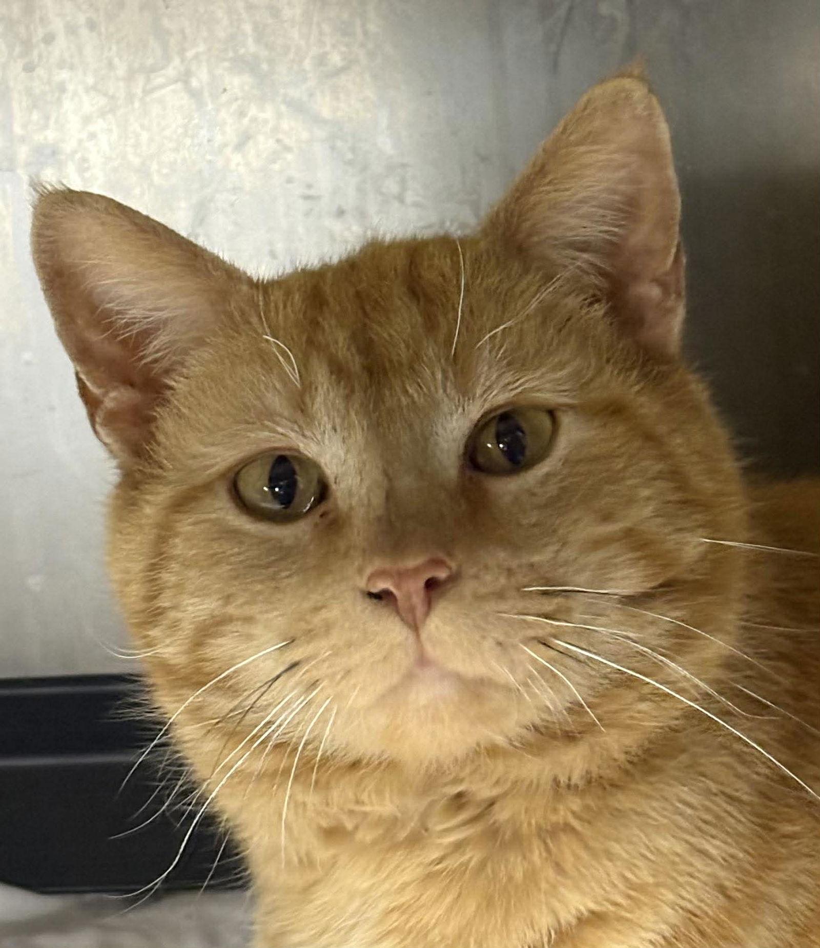 Enlarge Opie, a Adopted Domestic Short Hair in Dalzell, IL image 1/2