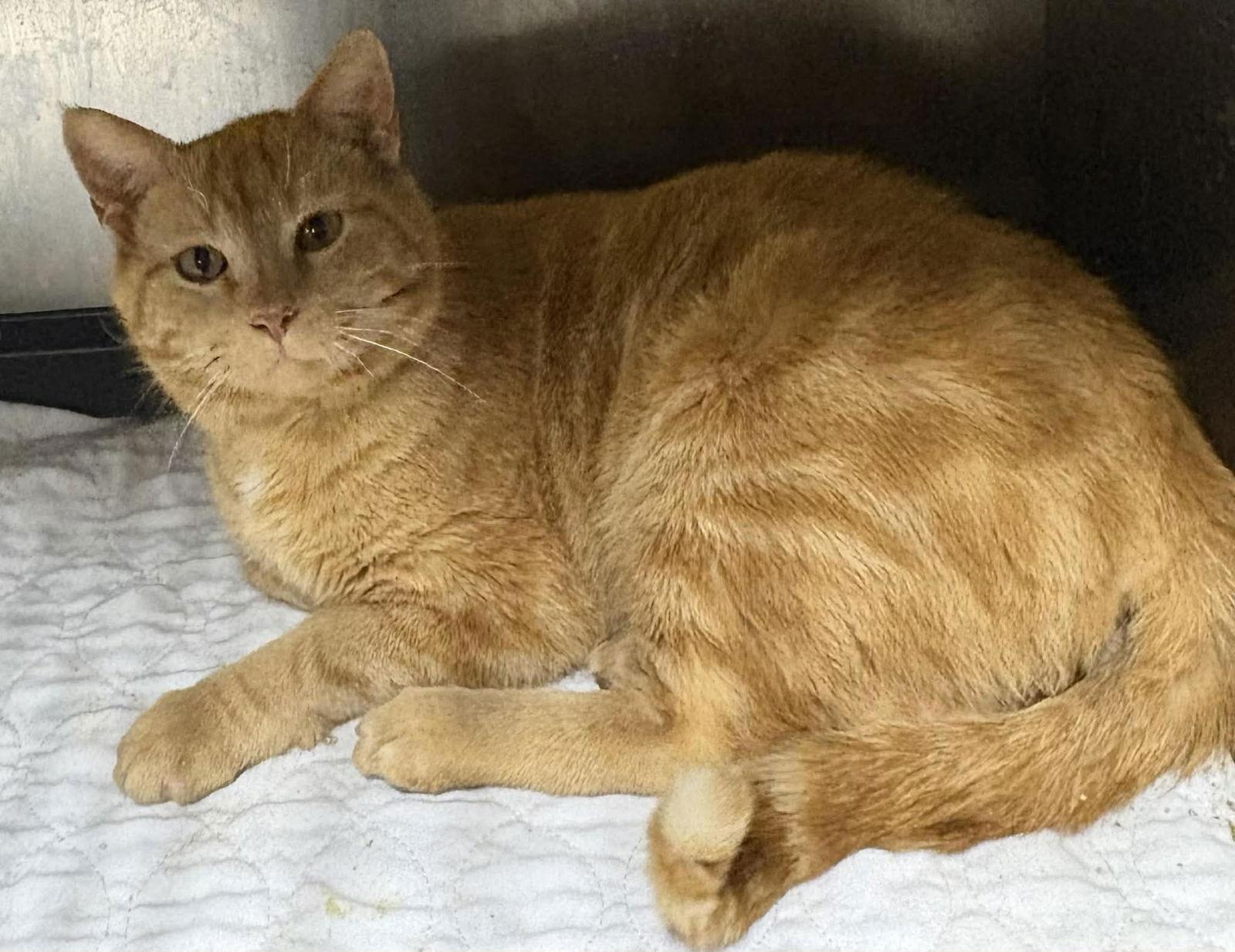 Enlarge Opie, a Adopted Domestic Short Hair in Dalzell, IL image 2/2