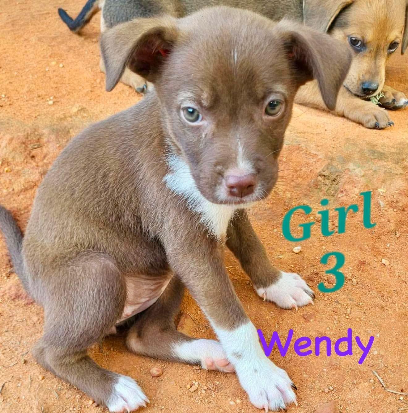 Enlarge W litter Wendy, a Adopted mixed breed in East Windsor , CT image 1/1