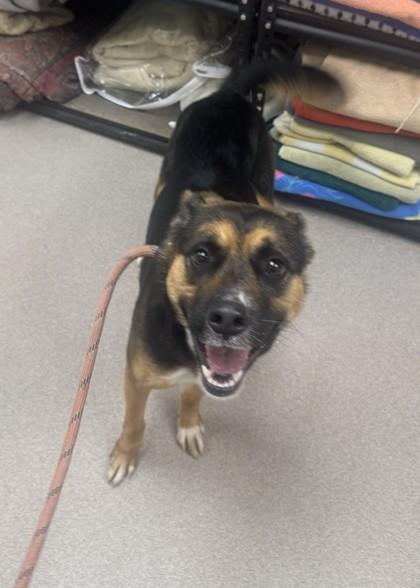 Enlarge Brownie, a Adoptable mixed breed in Clayton, GA image 1/3