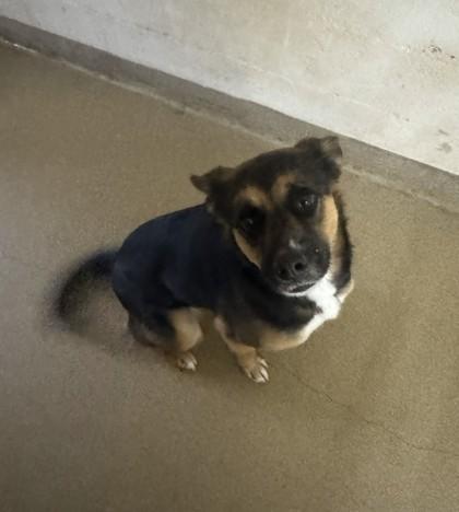 Enlarge Brownie, a Adoptable mixed breed in Clayton, GA image 3/3