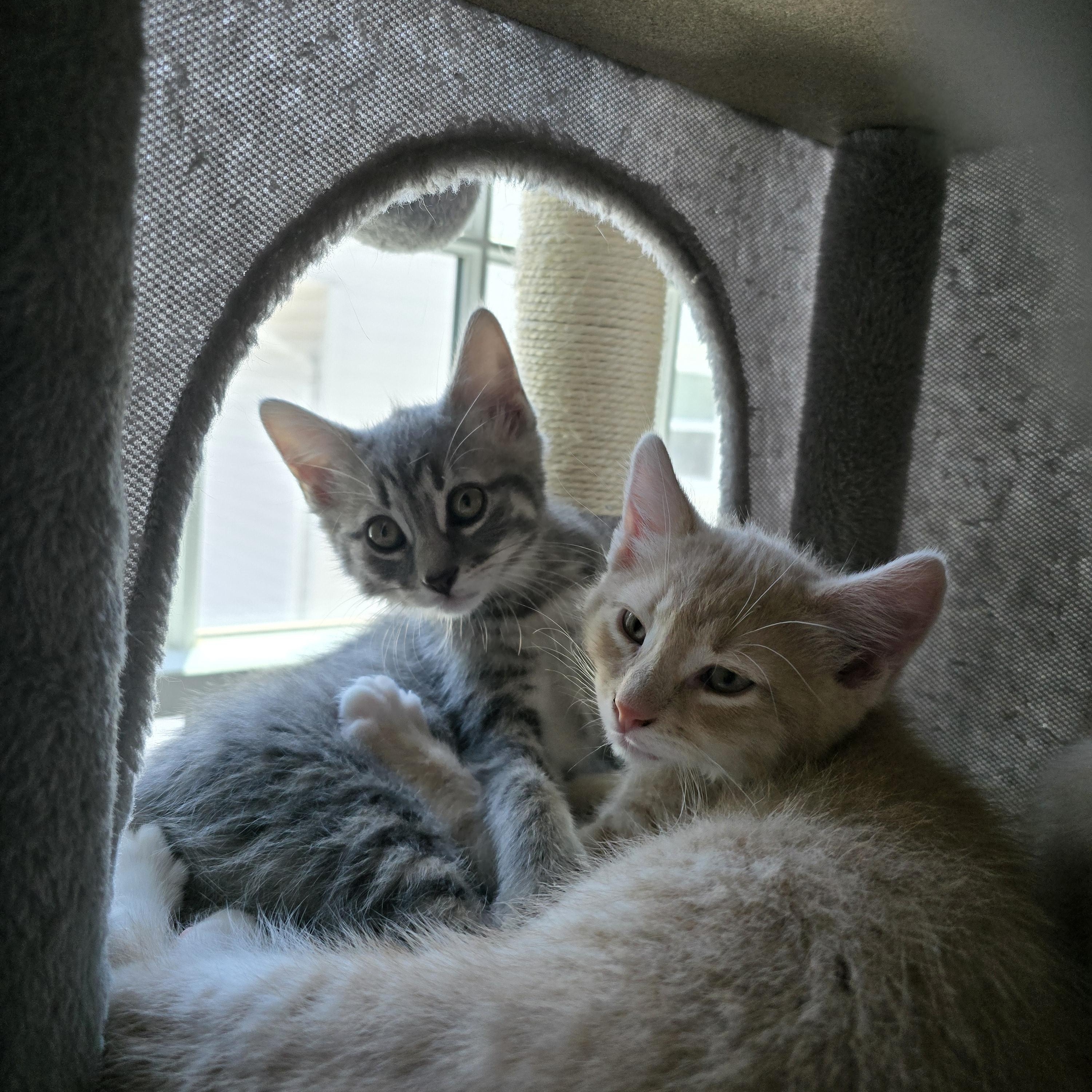 Enlarge Dixon, a ADOPTABLE Tabby in Woodbridge, NJ image 4/5
