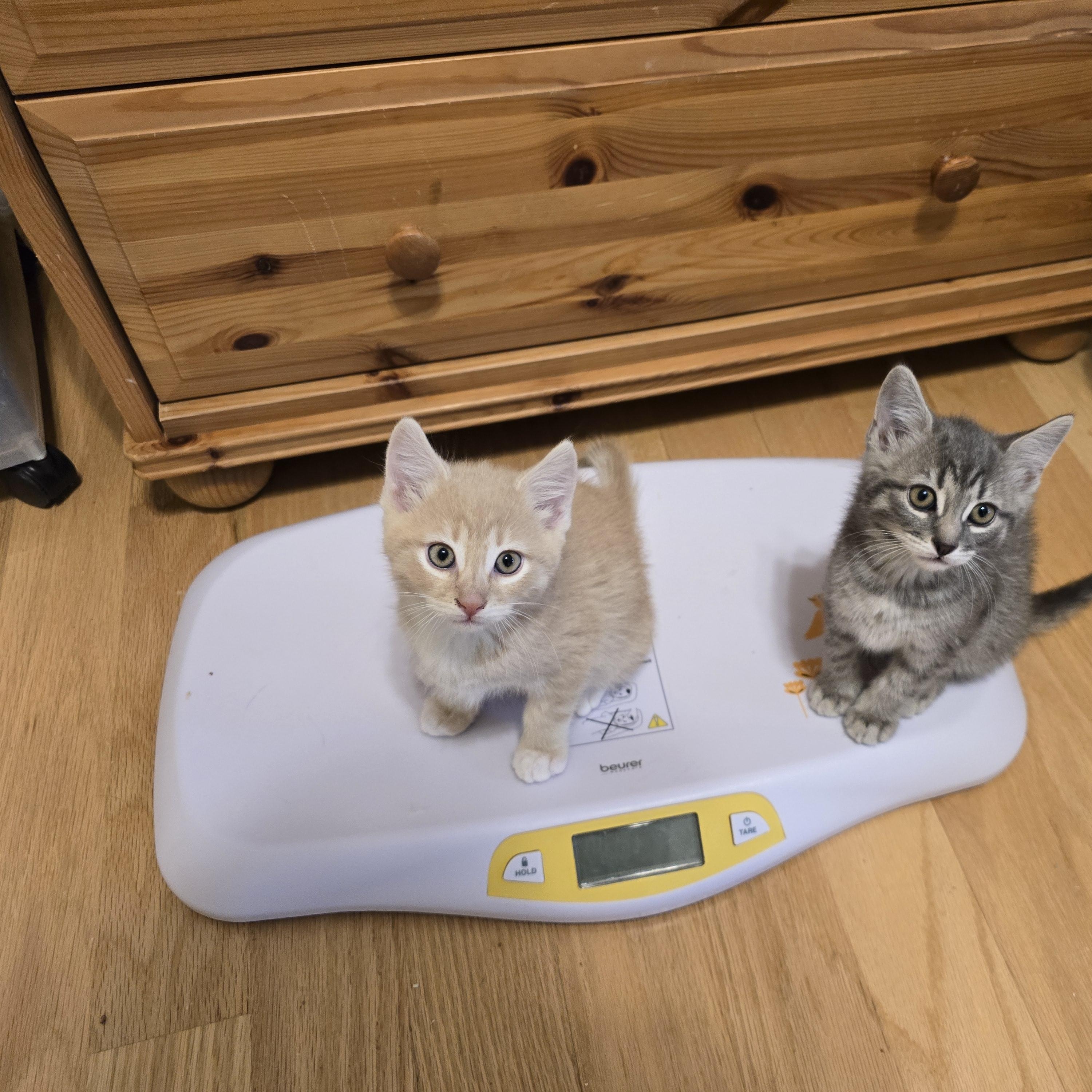 Enlarge Dixon, a ADOPTABLE Tabby in Woodbridge, NJ image 5/5