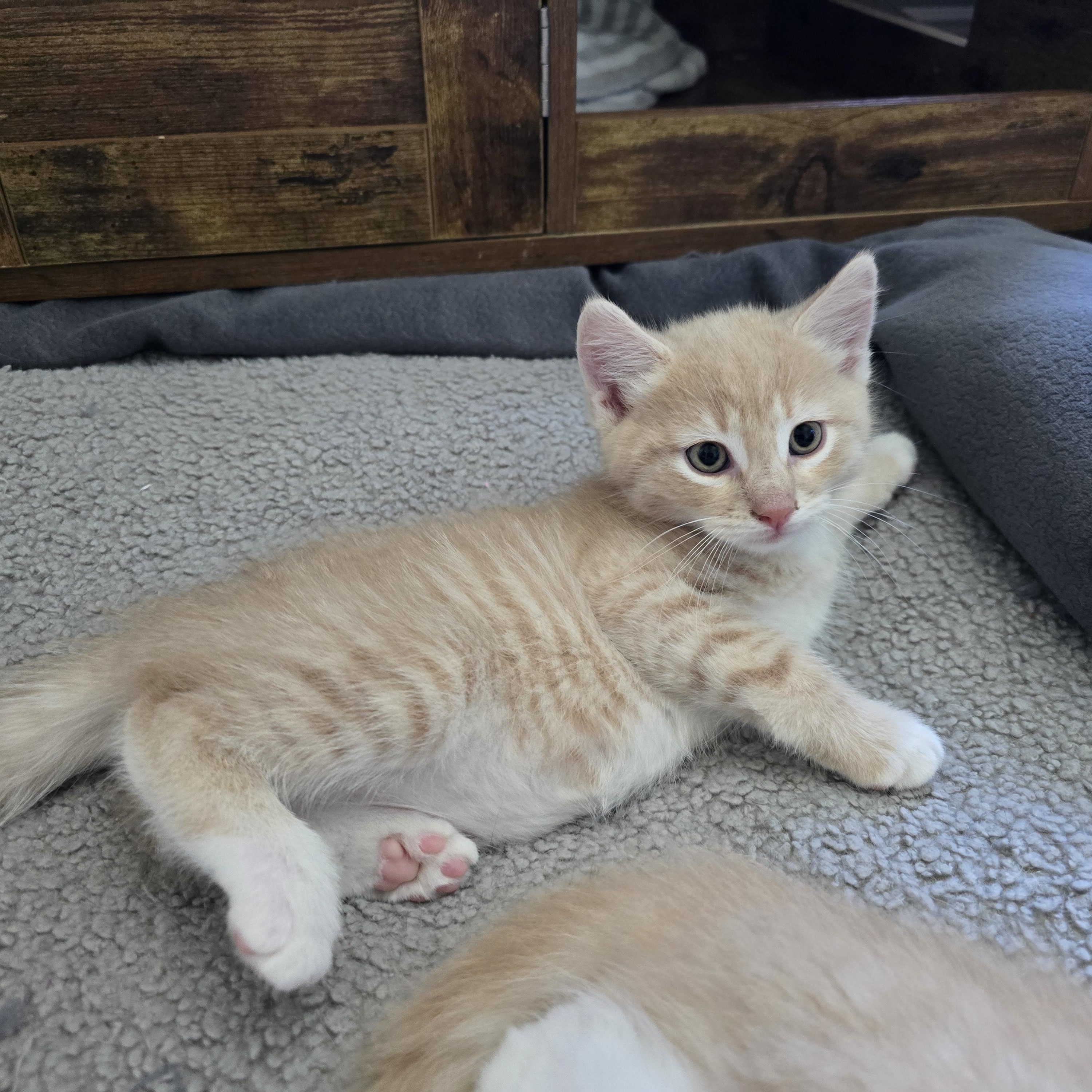 Enlarge Dixon, a ADOPTABLE Tabby in Woodbridge, NJ image 3/5