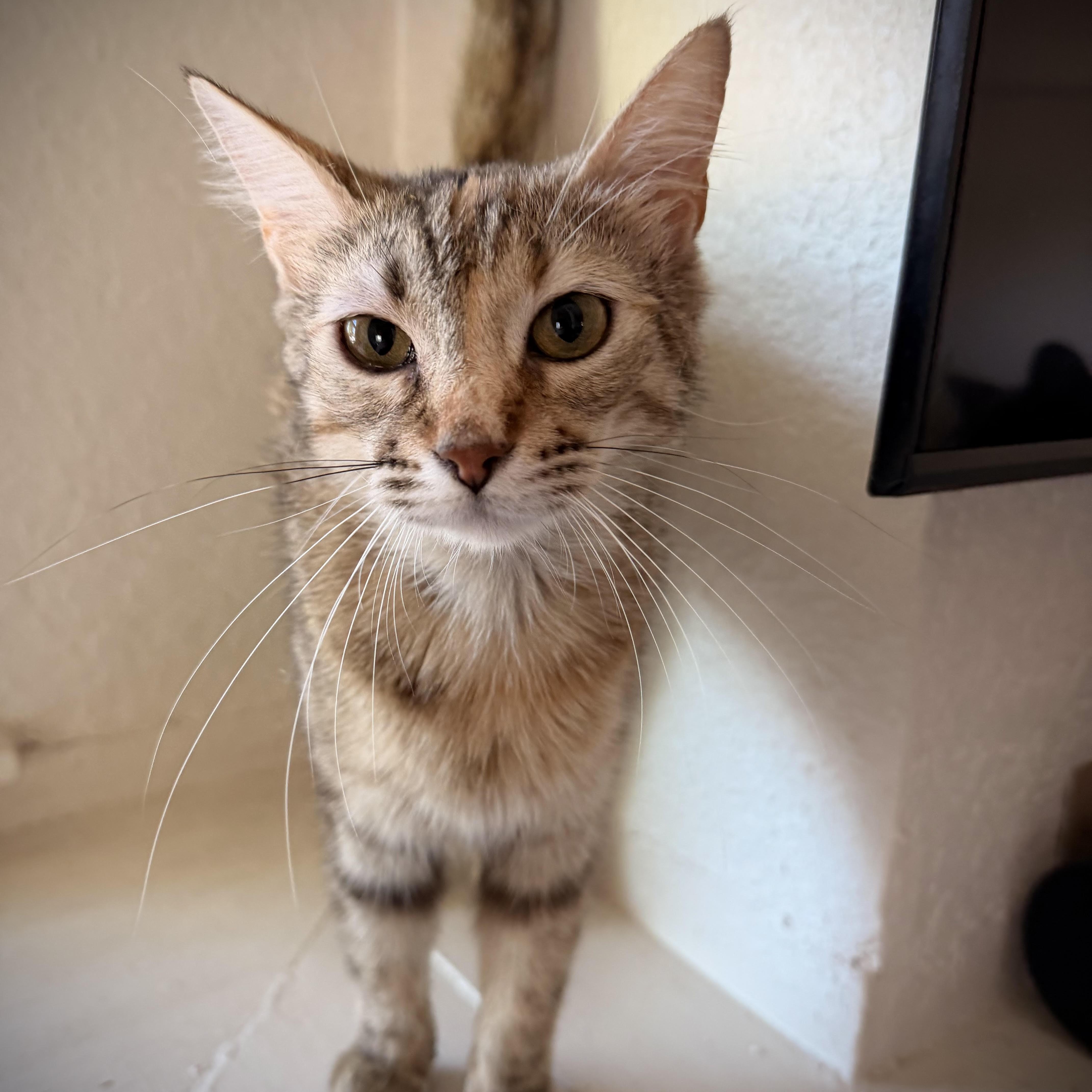 Enlarge Becky, a Adoptable Domestic Short Hair in Denver, CO image 1/6