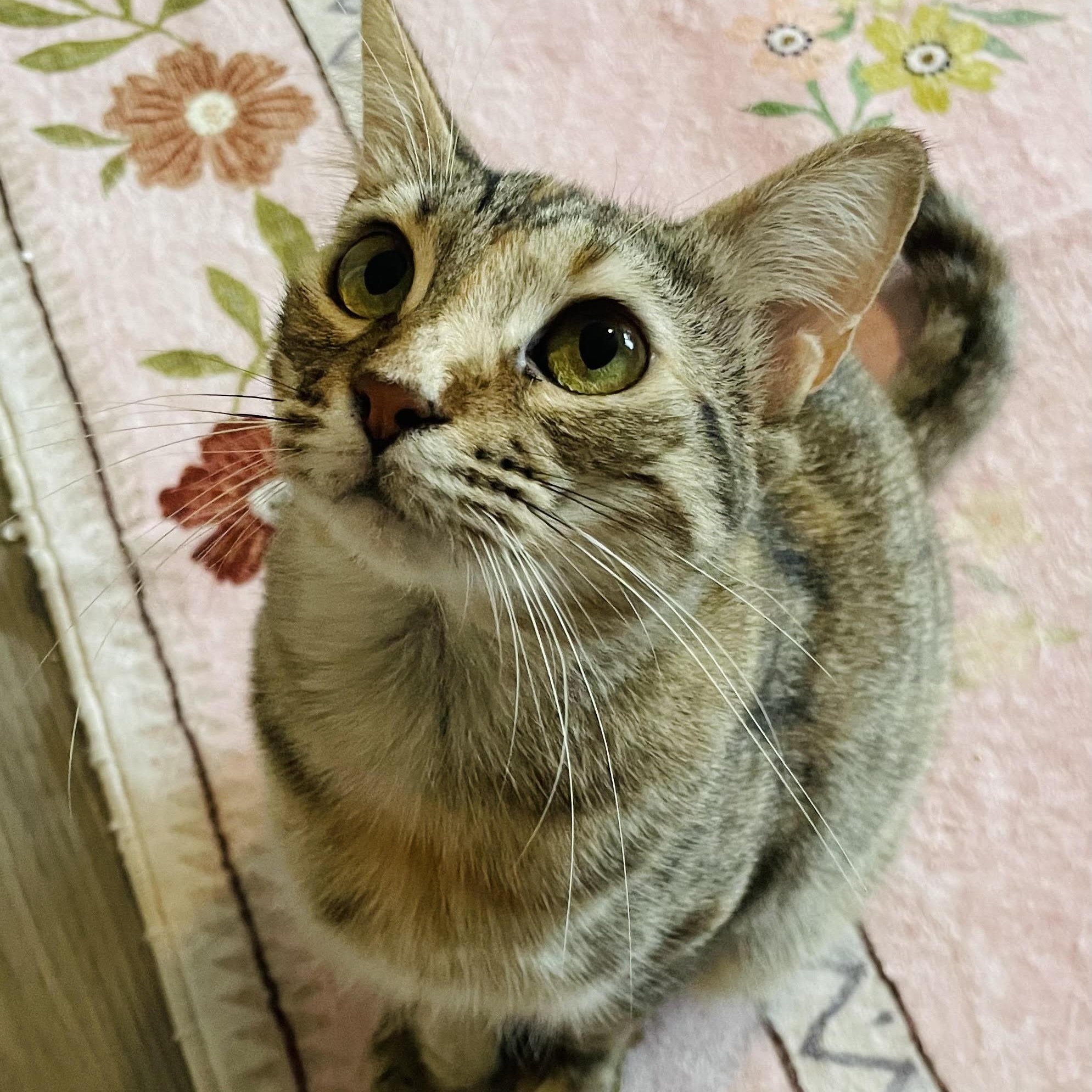 Enlarge Becky, a Adoptable Domestic Short Hair in Denver, CO image 6/6