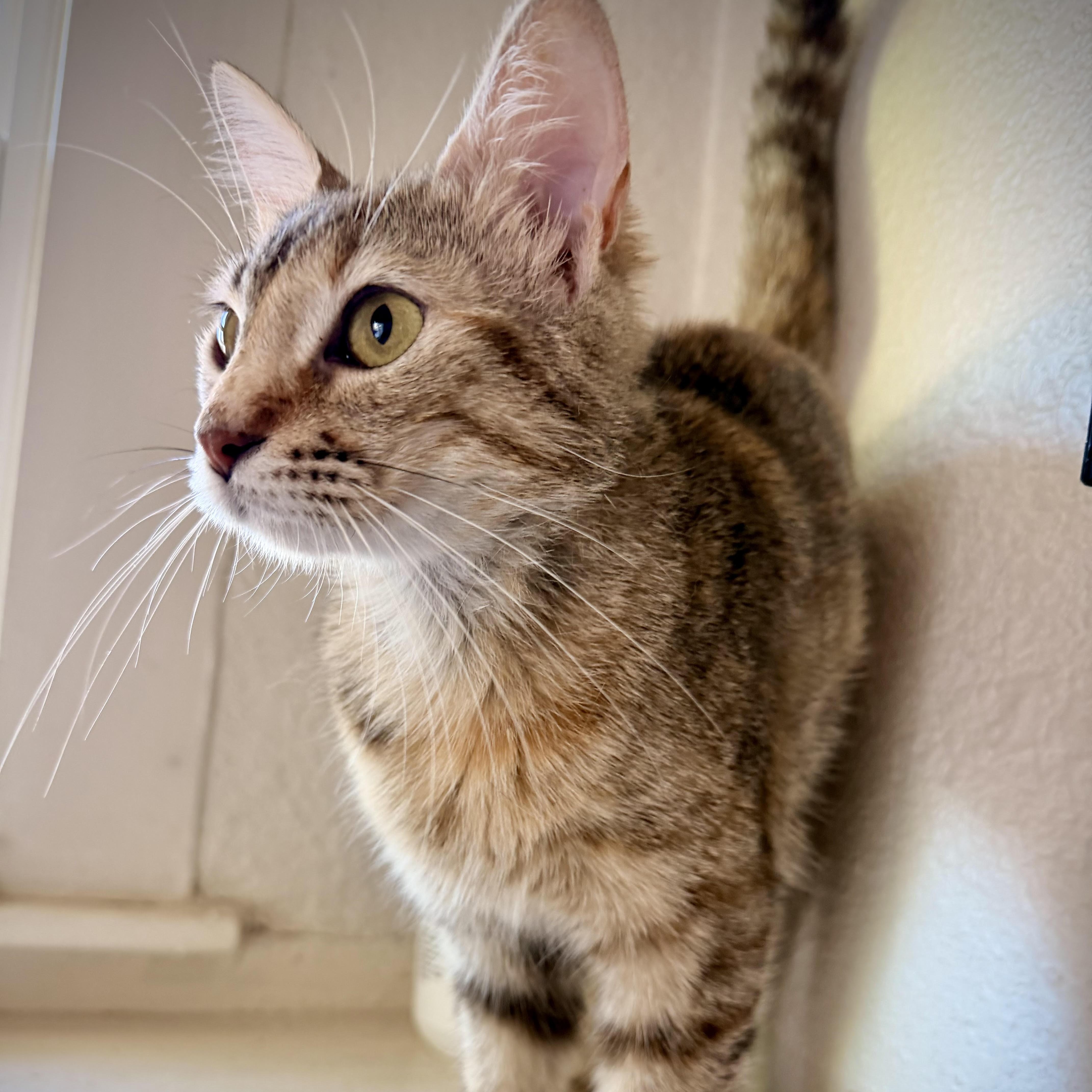 Enlarge Becky, a Adoptable Domestic Short Hair in Denver, CO image 4/6
