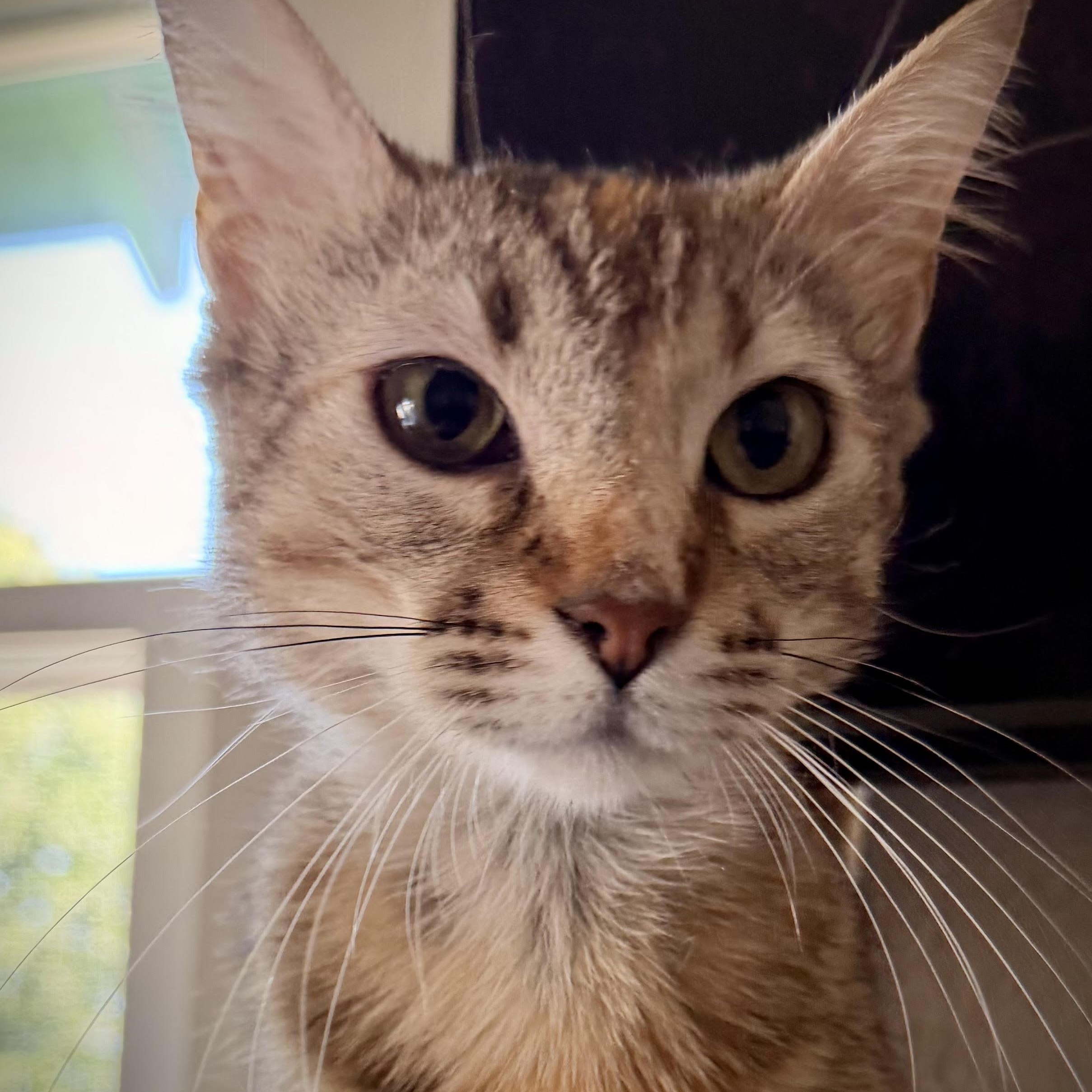Enlarge Becky, a Adoptable Domestic Short Hair in Denver, CO image 3/6