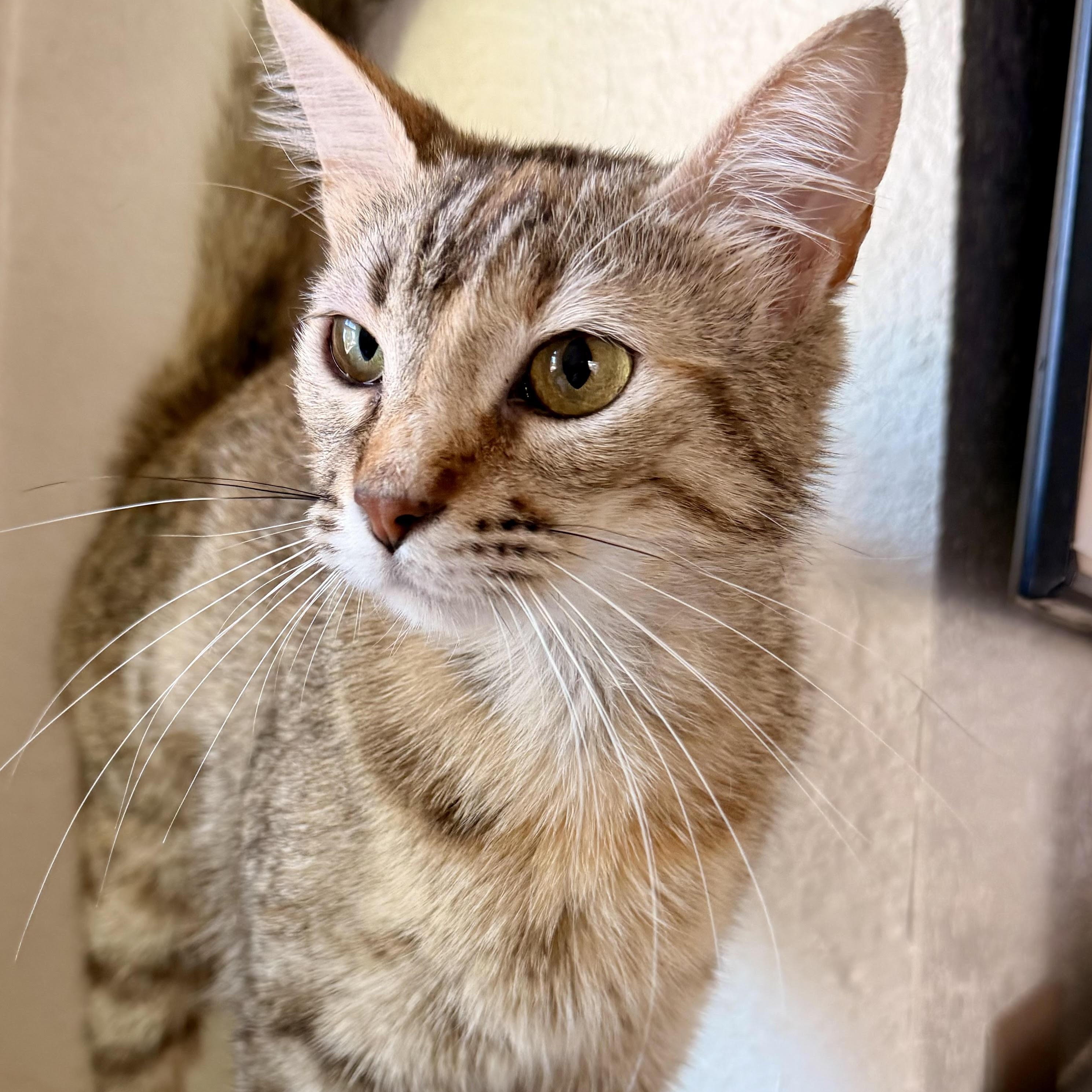Enlarge Becky, a Adoptable Domestic Short Hair in Denver, CO image 2/6