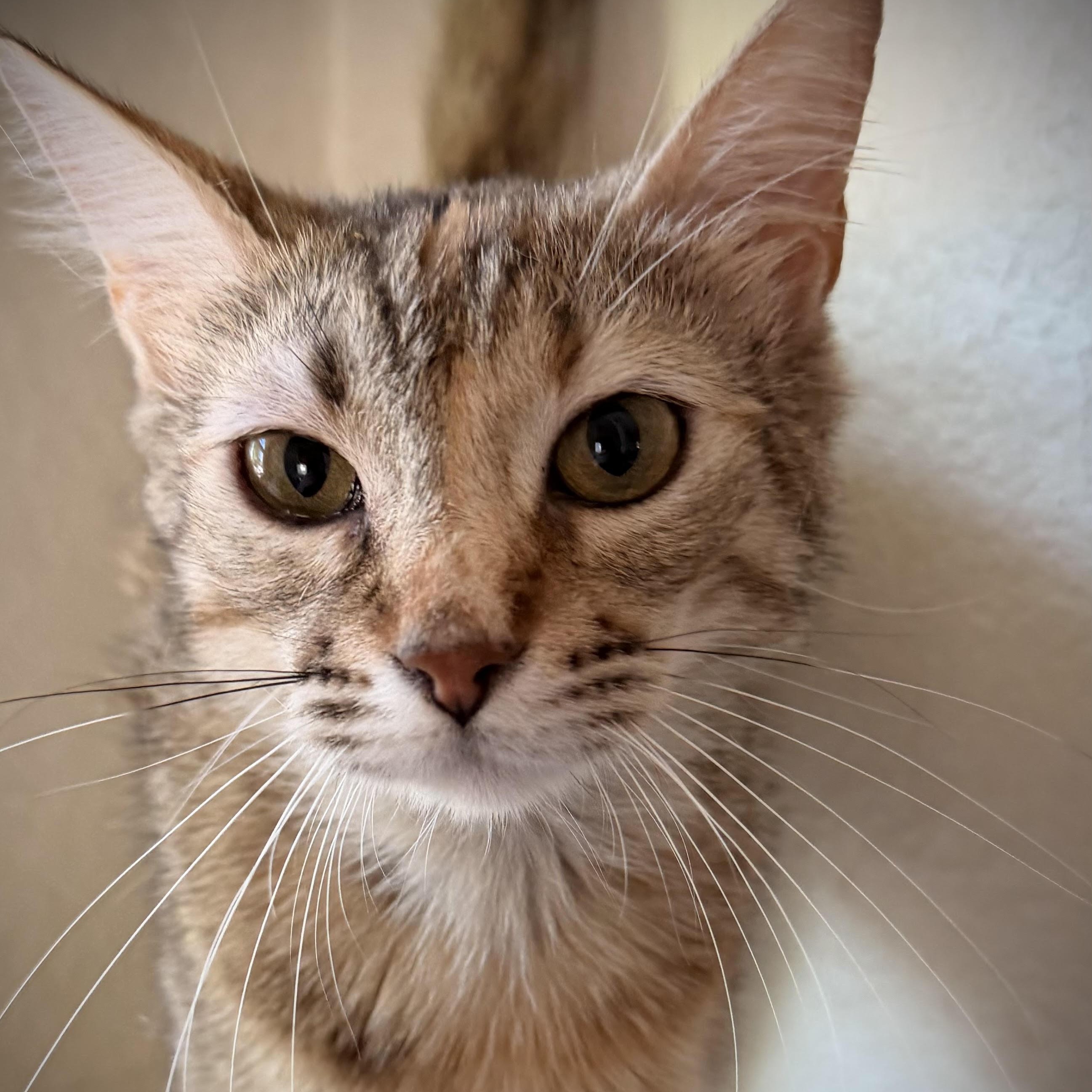 Enlarge Becky, a Adoptable Domestic Short Hair in Denver, CO image 5/6