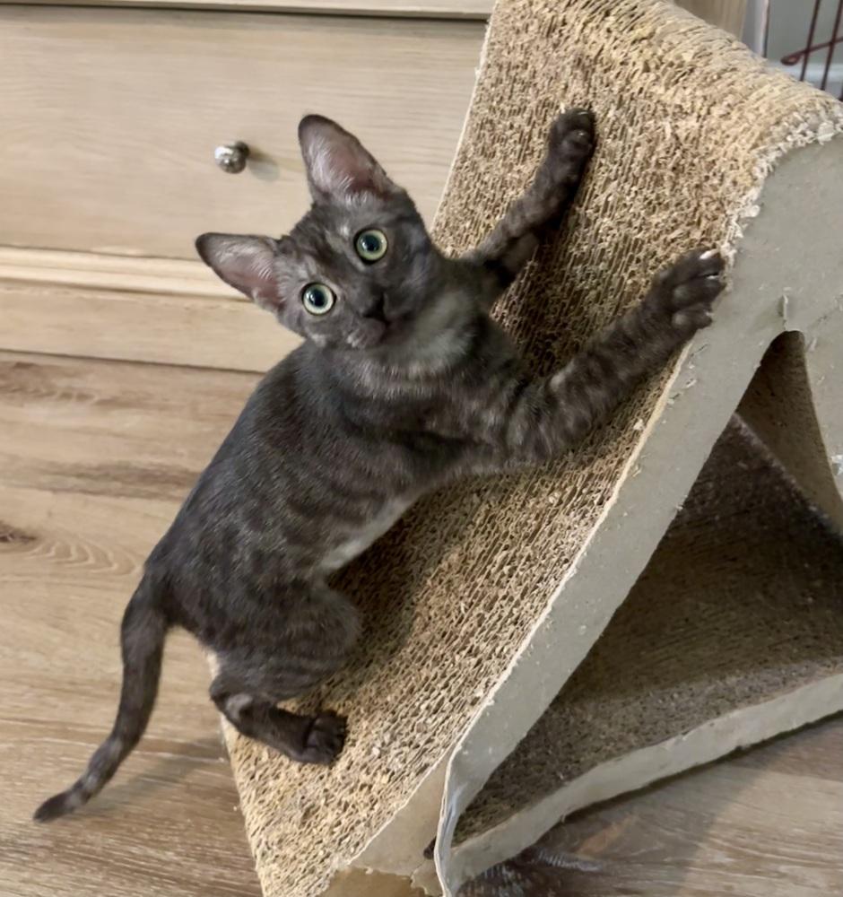 Enlarge Selena, a Adoptable Domestic Short Hair in Wellington, FL image 1/6