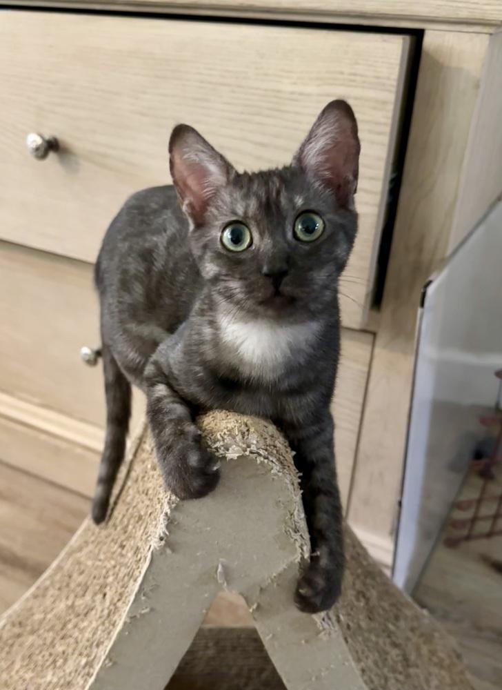 Enlarge Selena, a Adoptable Domestic Short Hair in Wellington, FL image 2/6