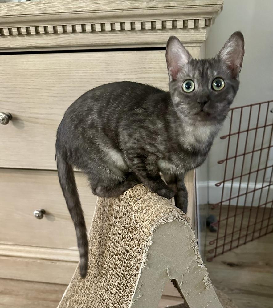 Enlarge Selena, a Adoptable Domestic Short Hair in Wellington, FL image 3/6