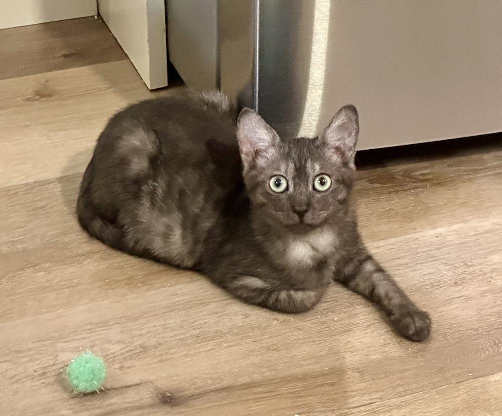 Enlarge Selena, a Adoptable Domestic Short Hair in Wellington, FL image 4/6