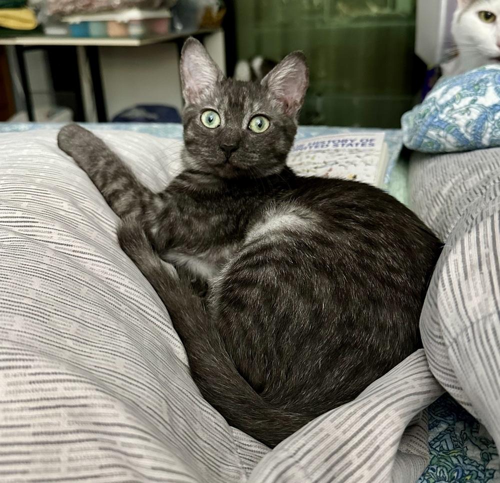 Enlarge Selena, a Adoptable Domestic Short Hair in Wellington, FL image 5/6