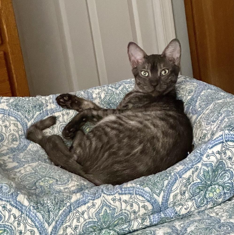 Enlarge Selena, a Adoptable Domestic Short Hair in Wellington, FL image 6/6