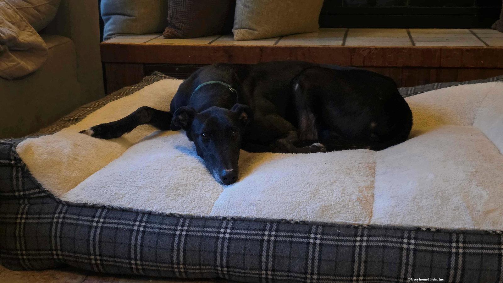 Raven, Adopted, Adult Male Greyhound.