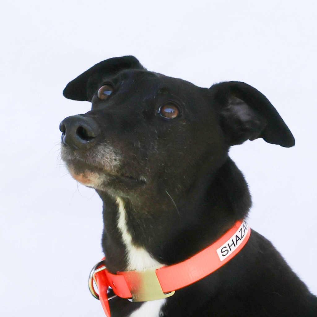 Enlarge Raven, a Adopted Greyhound in Woodinville, WA image 2/3