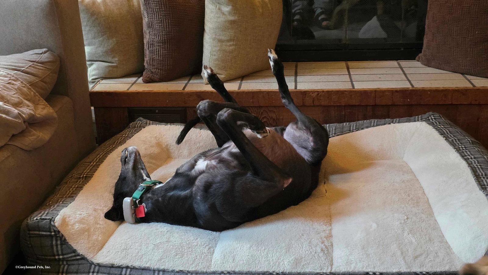 Enlarge Raven, a Adopted Greyhound in Woodinville, WA image 3/3
