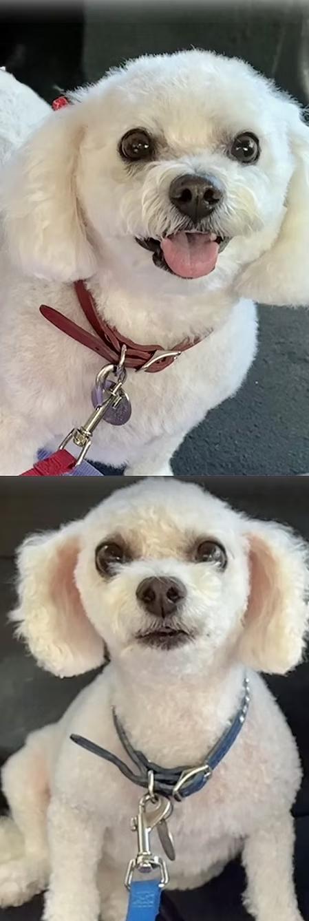Brandy & Bella, ADOPTABLE, Adult Female Bichon Frise.