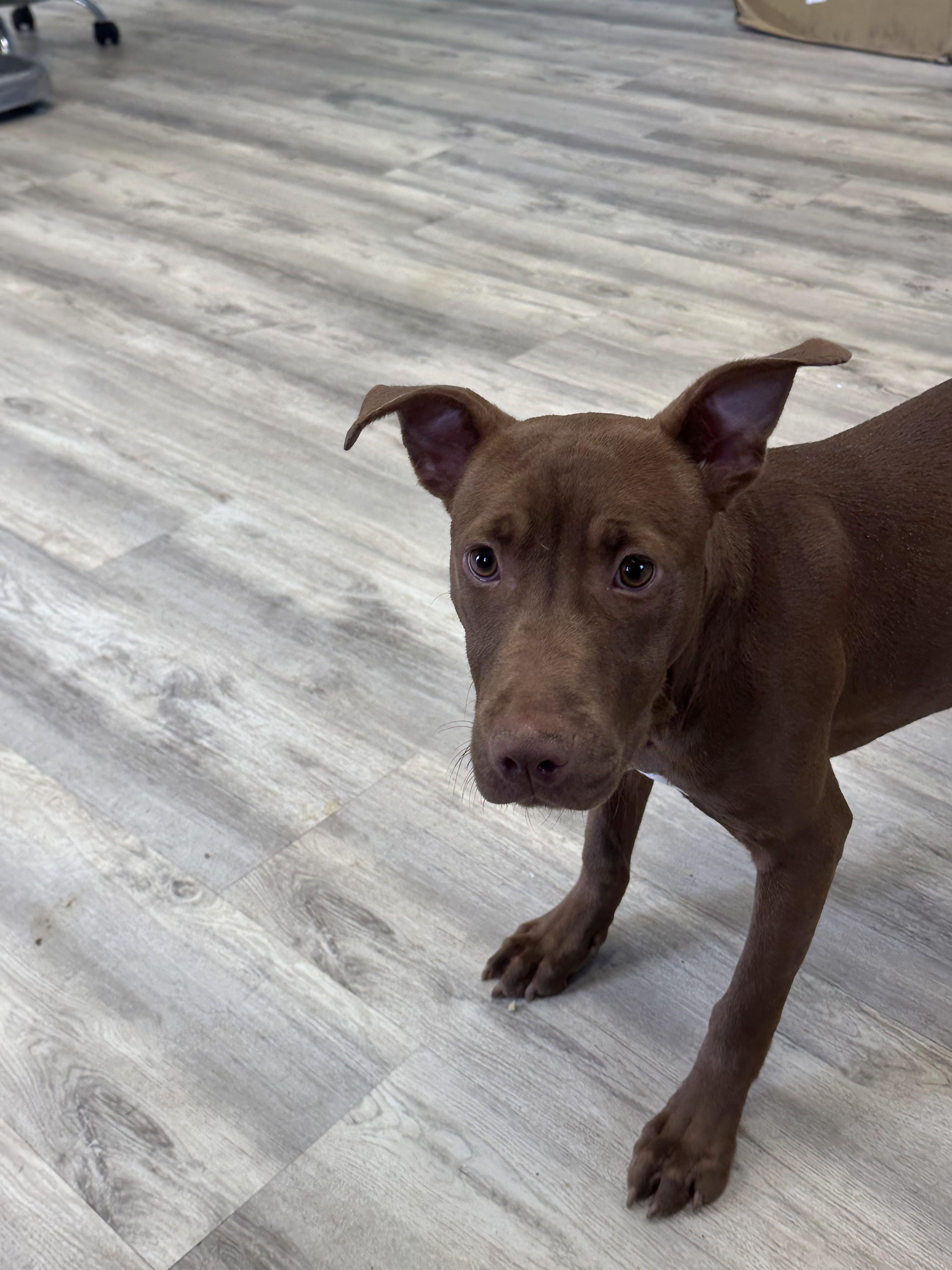 Enlarge Petunia, a ADOPTABLE Mixed Breed in PHILADELPHIA, TN image 2/2