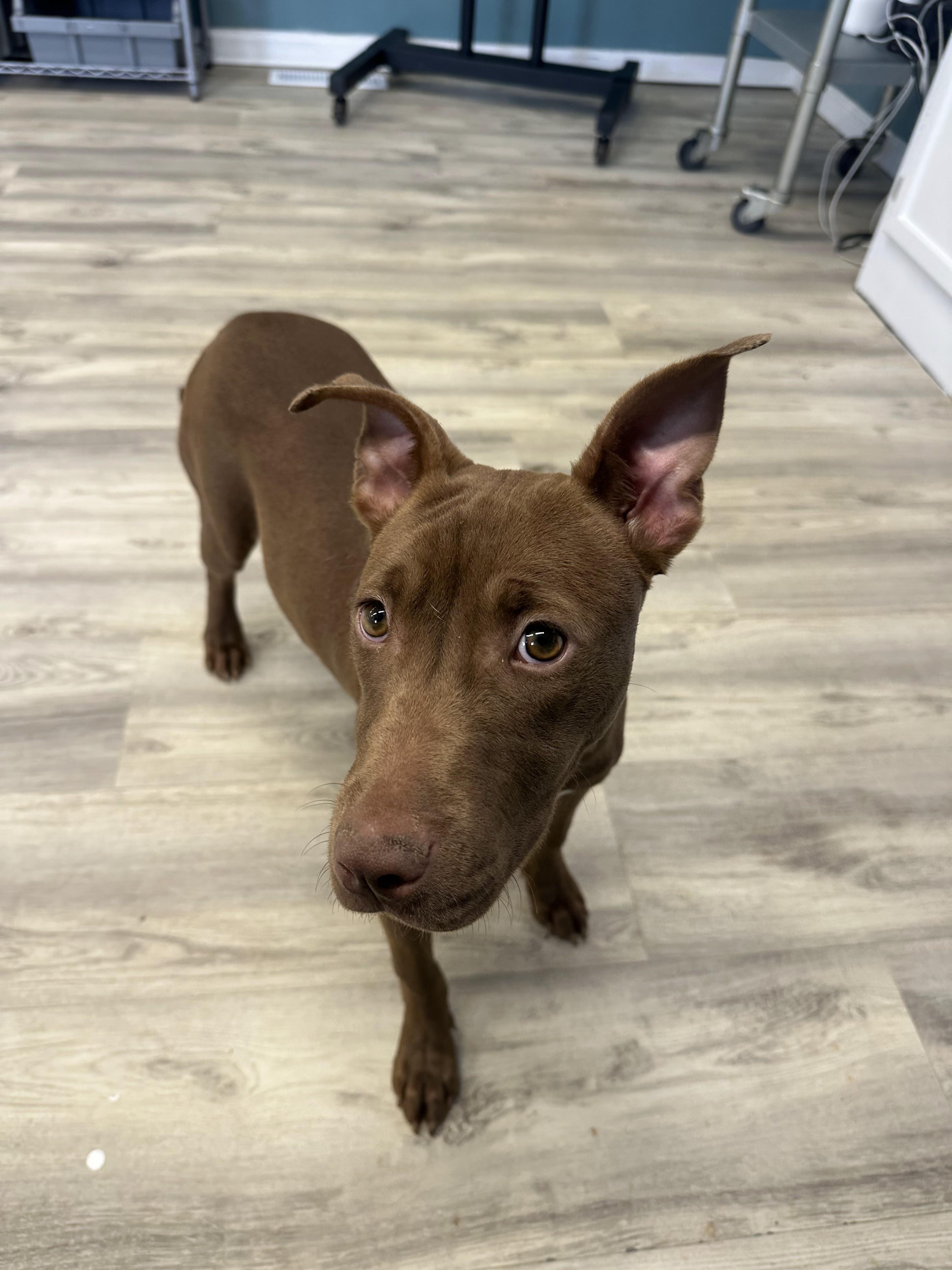 Enlarge Petunia, a ADOPTABLE Mixed Breed in PHILADELPHIA, TN image 1/2