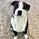 Panda — thumbnail 2