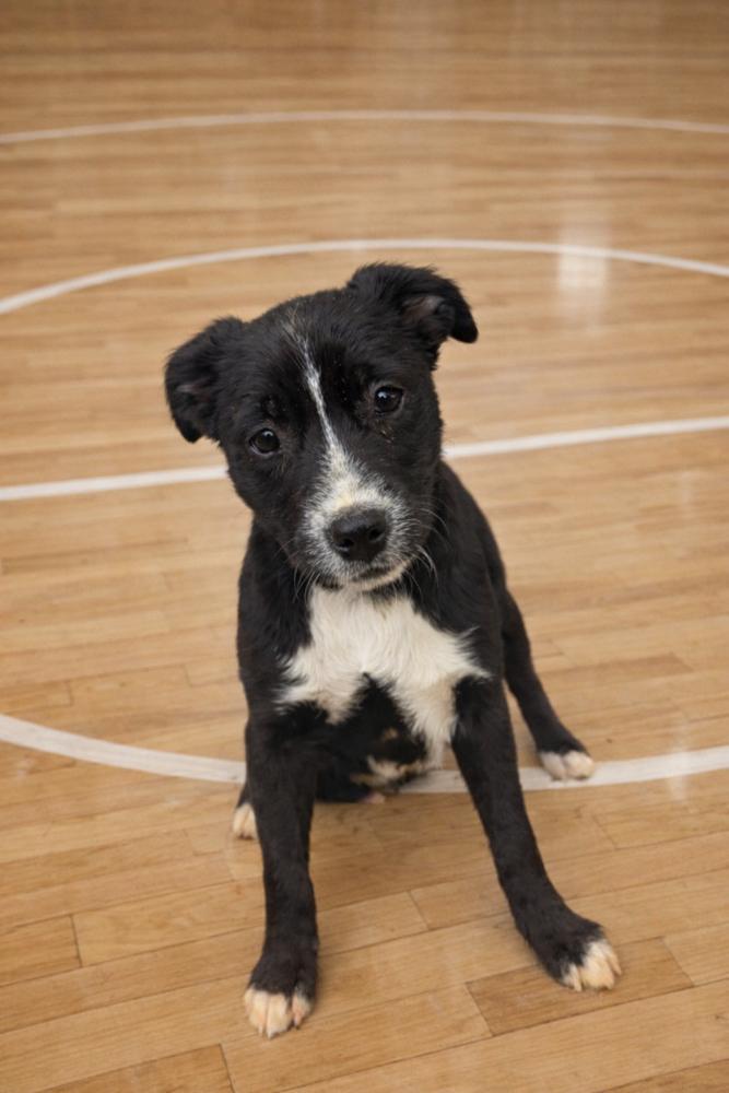 Buzzer, Adoptable, Puppy Male Mixed Breed.