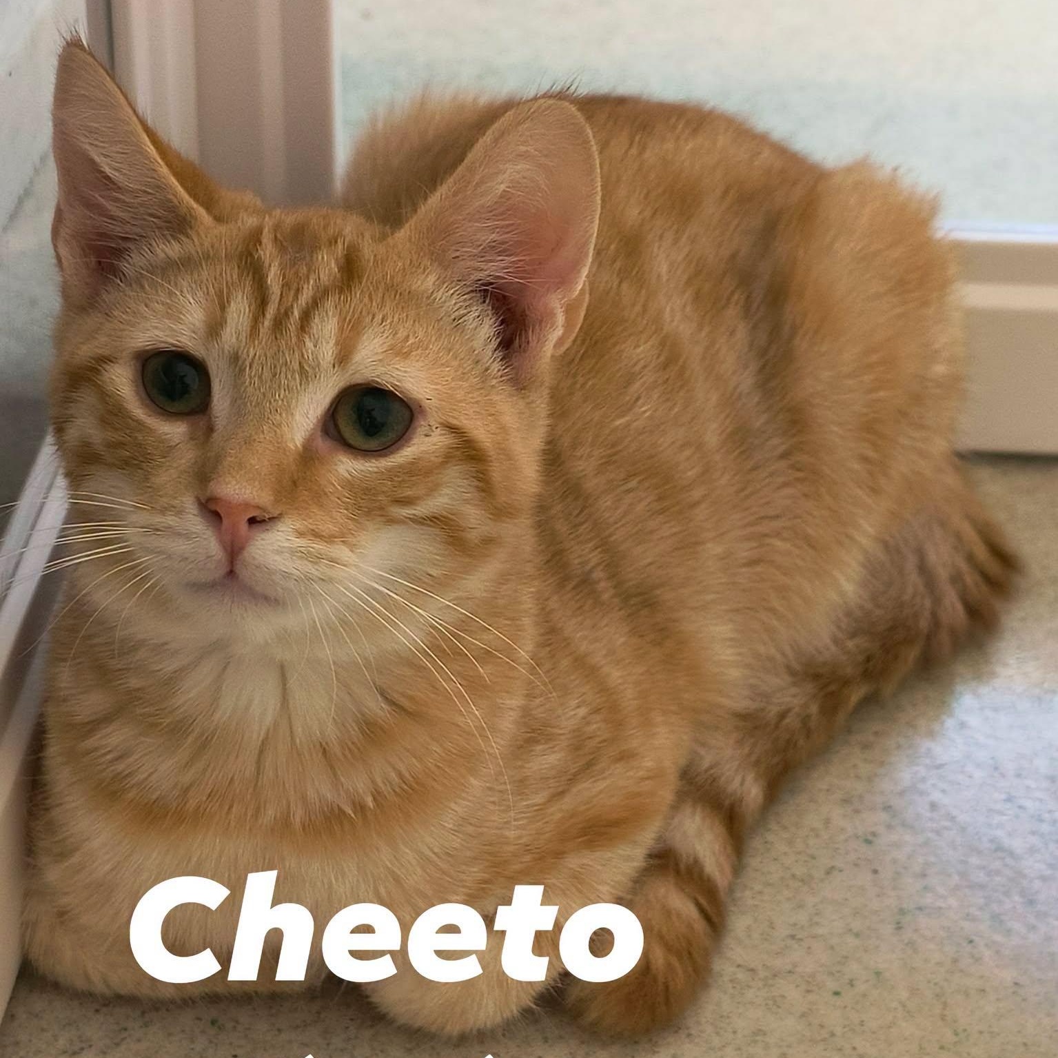Cheeto, ADOPTABLE, Young Male Domestic Medium Hair.