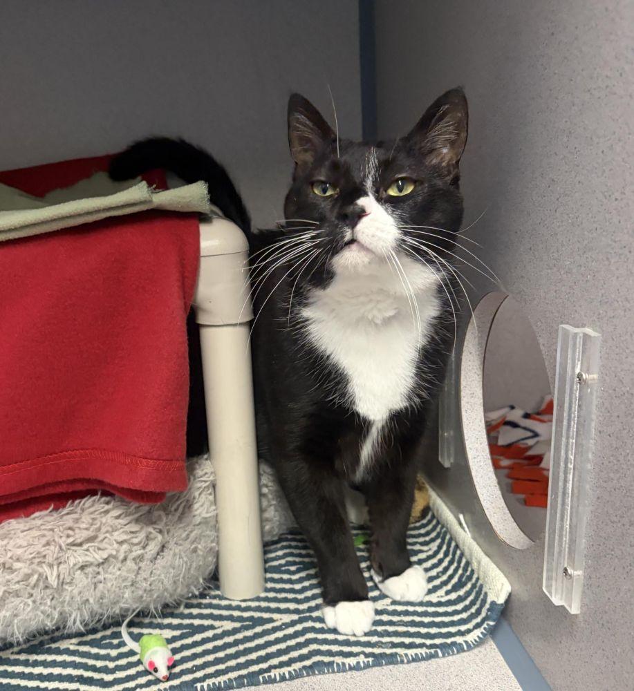Penguin, Adoptable, Adult Female Domestic Short Hair.