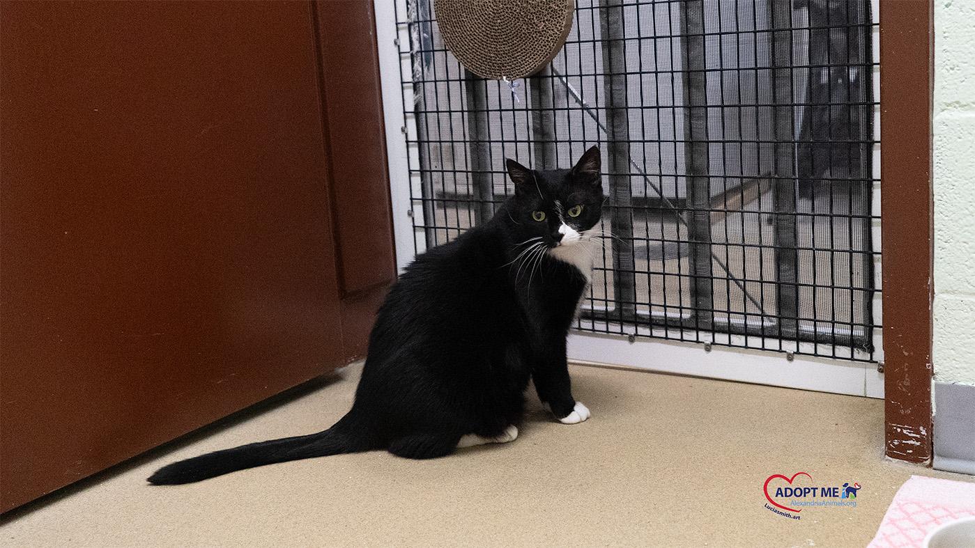 Enlarge Penguin, a Adoptable Domestic Short Hair in Alexandria, VA image 3/4