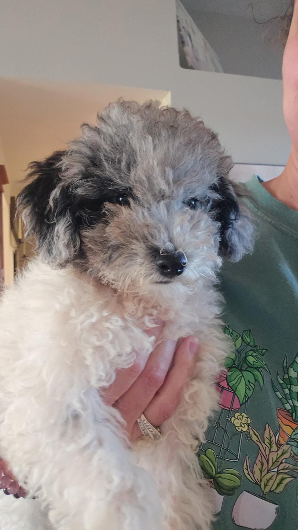 Pandy. ADOPT PENDING