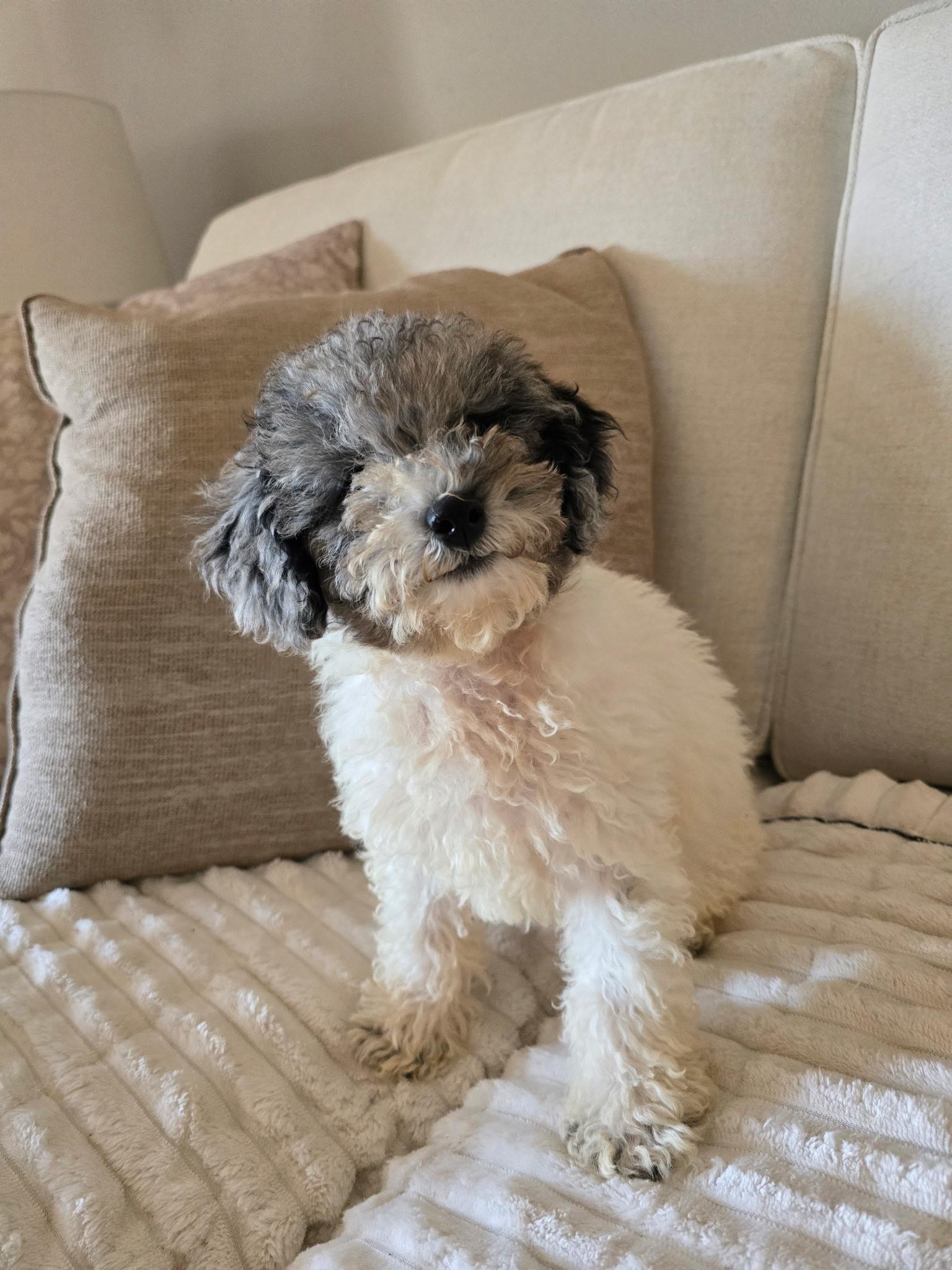 Pandy. ADOPT PENDING