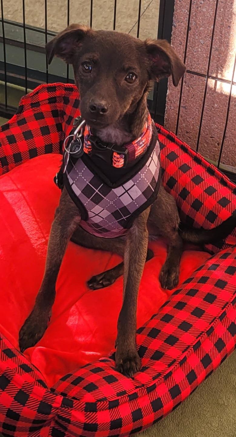 Enlarge Chachi, a ADOPTABLE mixed breed in Reseda, CA image 1/6