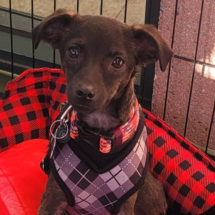 Enlarge Chachi, a ADOPTABLE mixed breed in Reseda, CA image 1/6