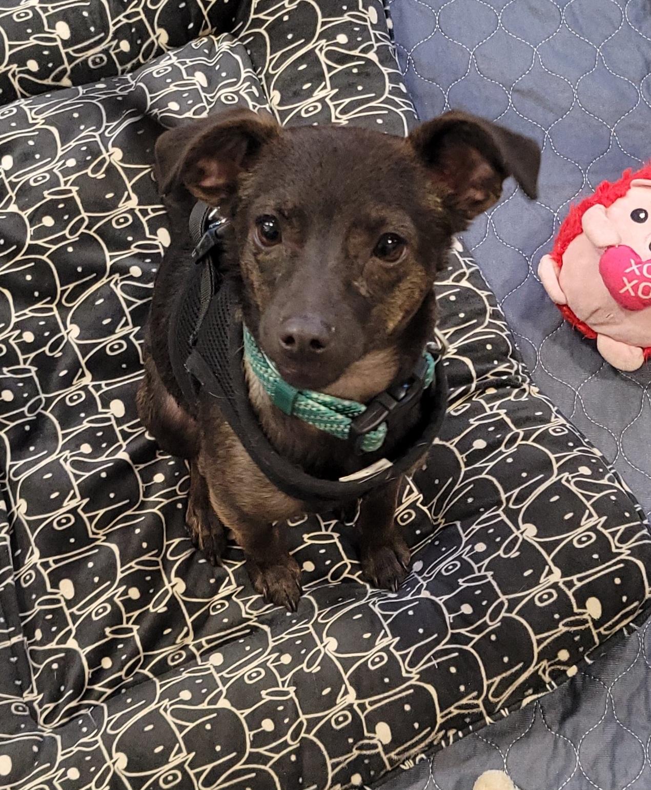 Enlarge Chachi, a ADOPTABLE mixed breed in Reseda, CA image 4/6