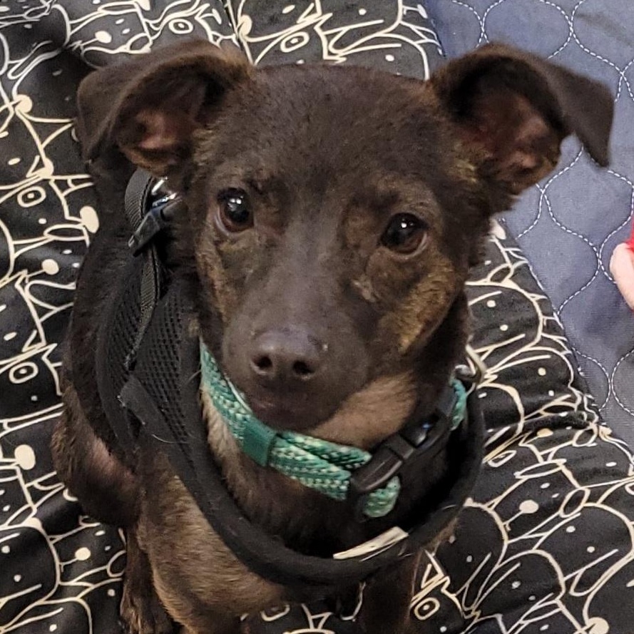 Enlarge Chachi, a ADOPTABLE mixed breed in Reseda, CA image 4/6