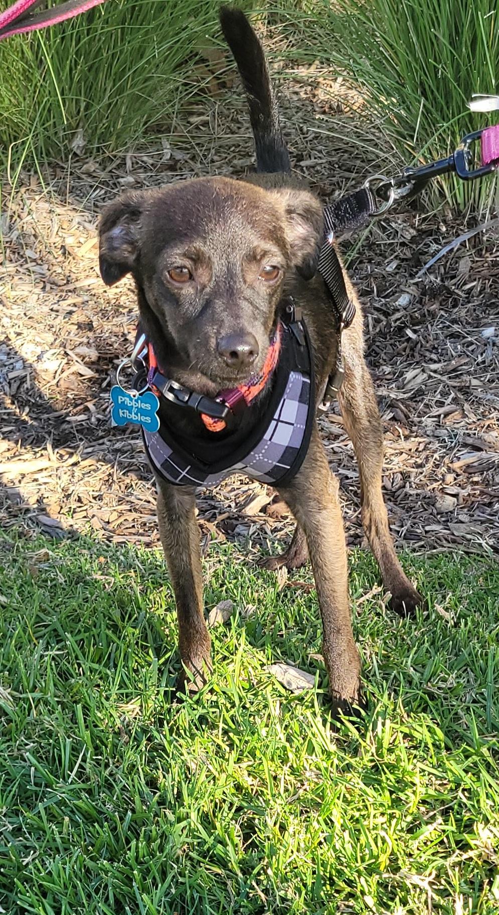 Enlarge Chachi, a ADOPTABLE mixed breed in Reseda, CA image 5/6
