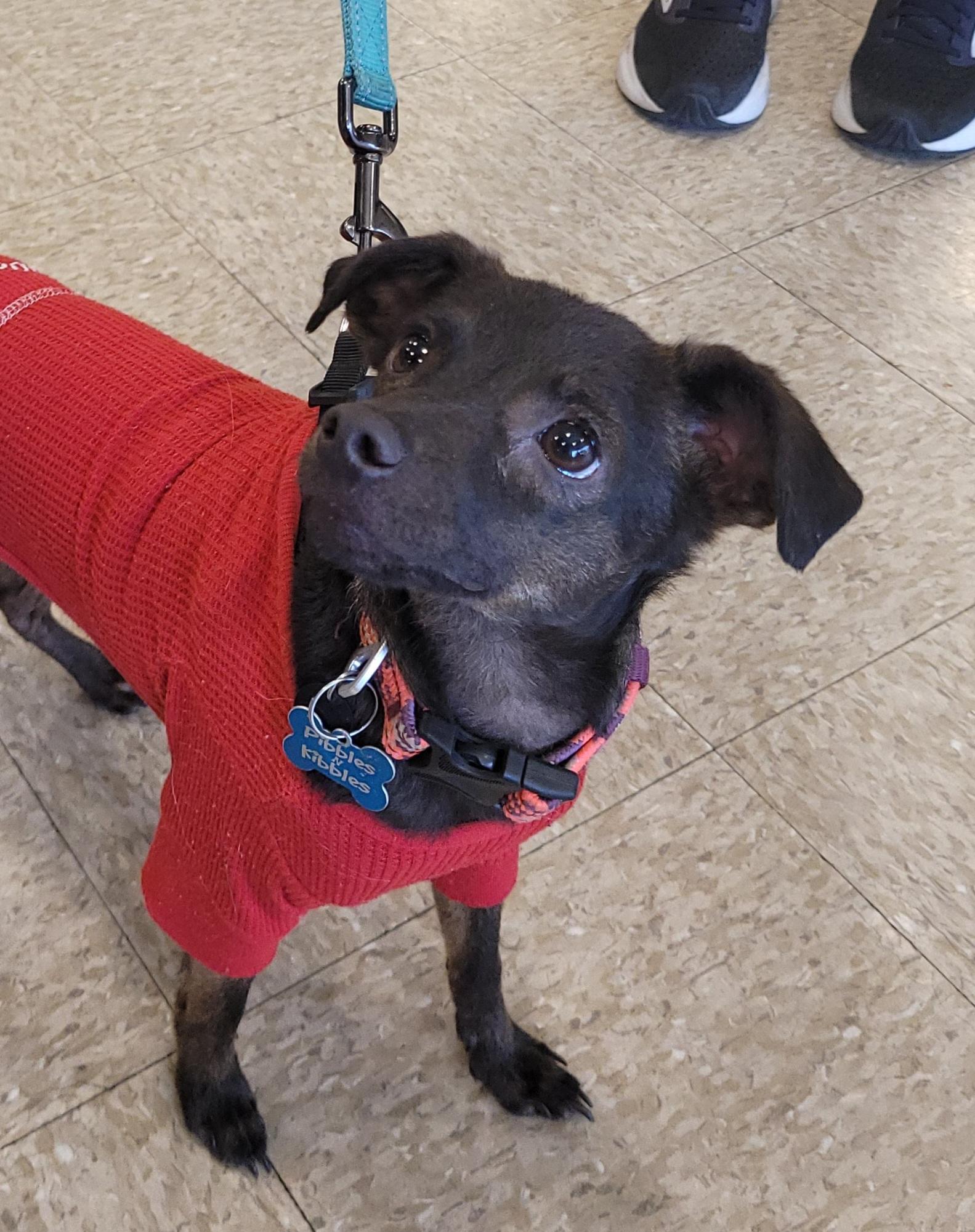 Enlarge Chachi, a ADOPTABLE mixed breed in Reseda, CA image 2/6