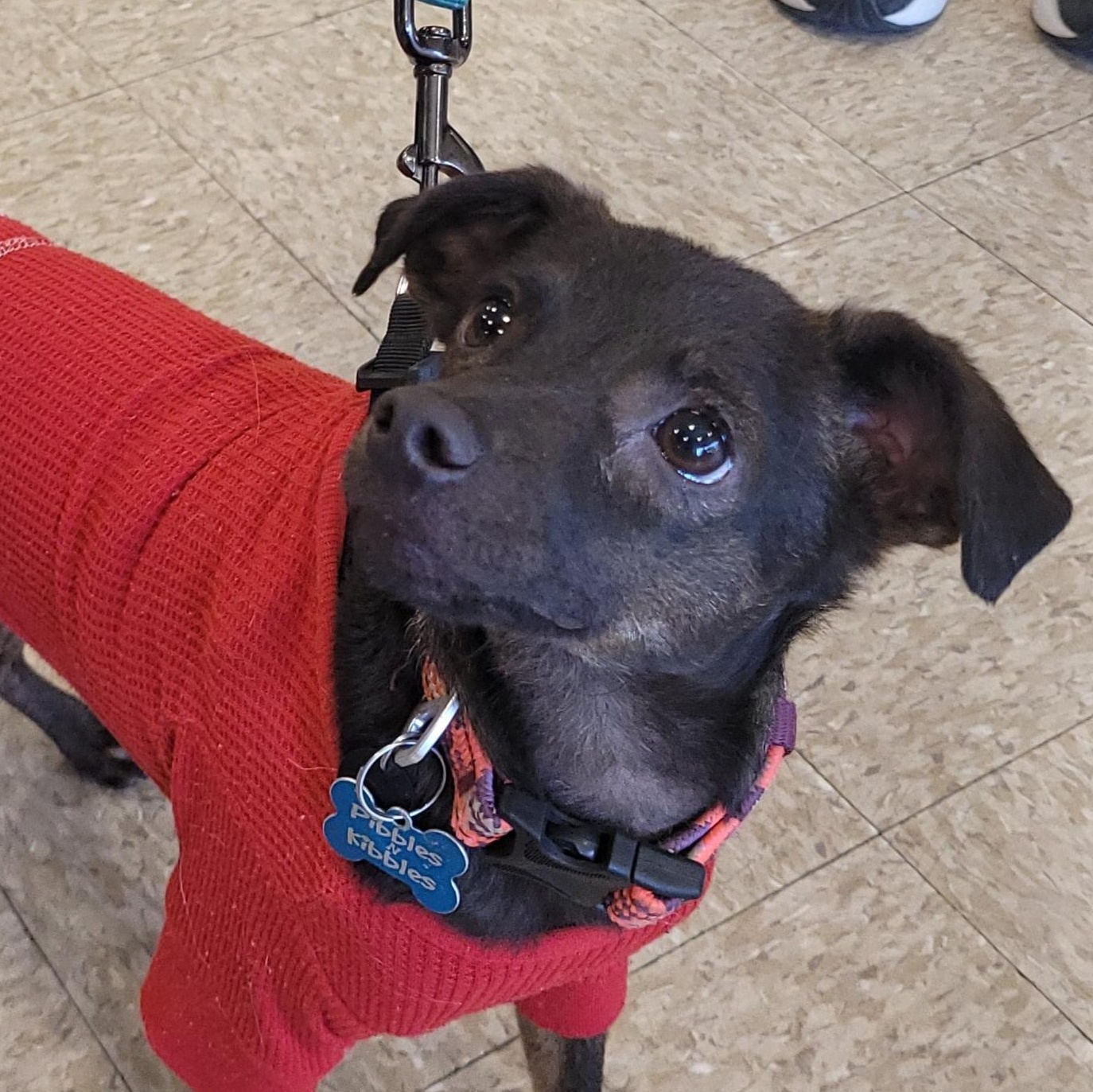 Enlarge Chachi, a ADOPTABLE mixed breed in Reseda, CA image 2/6