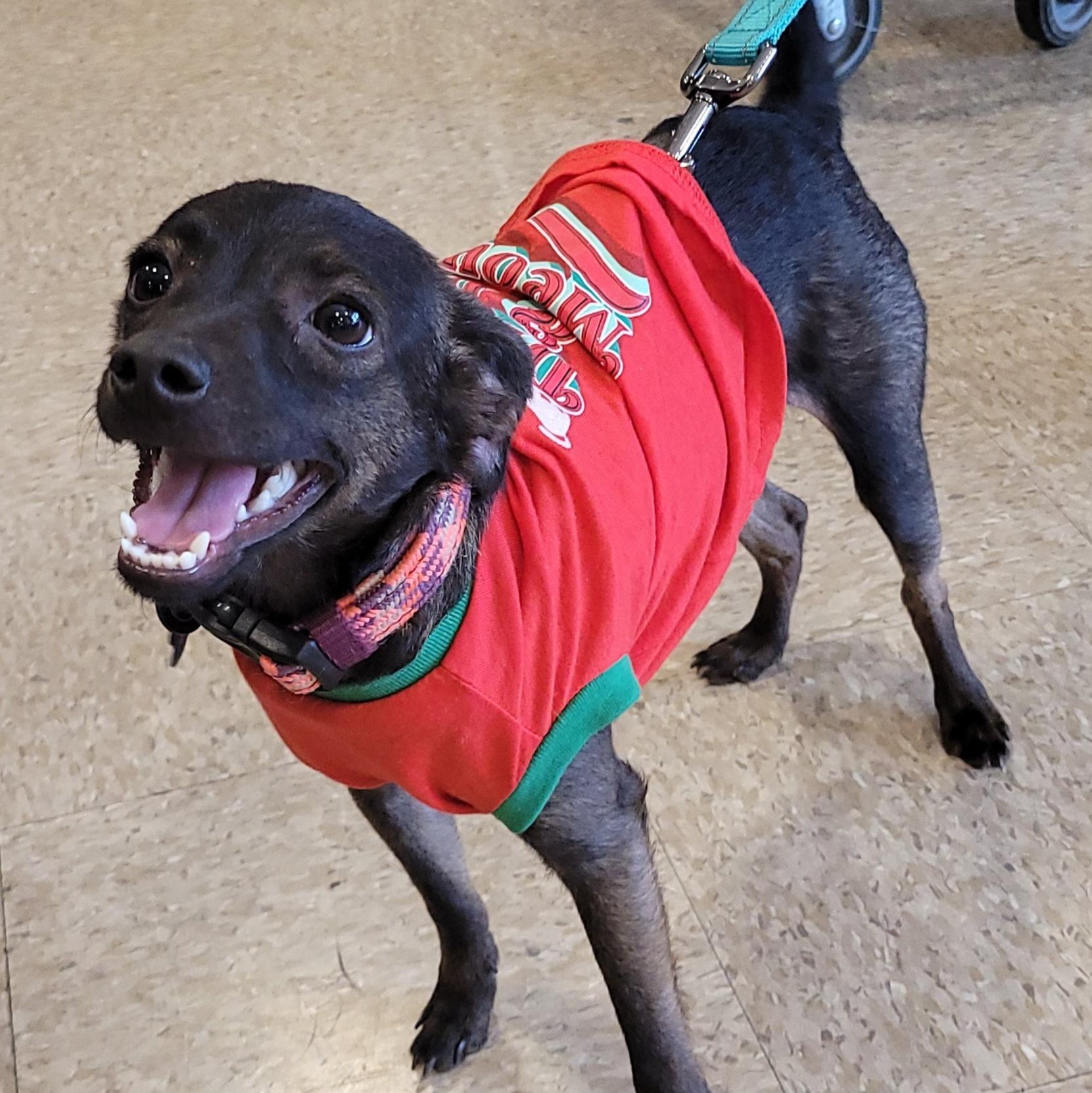 Enlarge Chachi, a ADOPTABLE mixed breed in Reseda, CA image 3/6