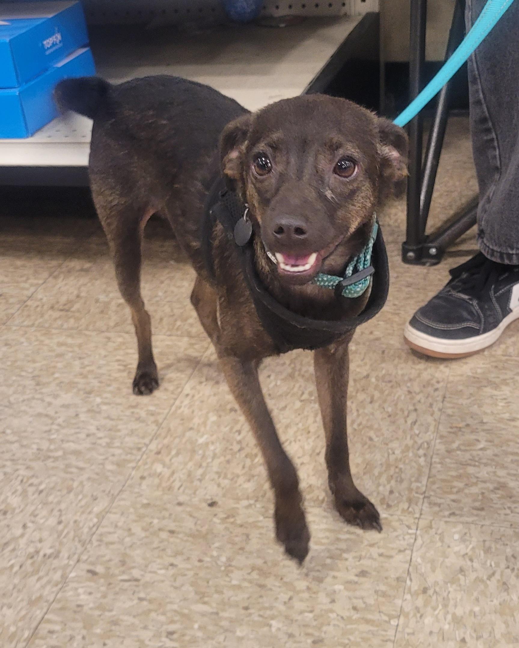 Enlarge Chachi, a ADOPTABLE mixed breed in Reseda, CA image 6/6