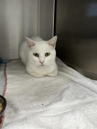 Two Percent, a Adoptable Domestic Short Hair in Simcoe, ON image 1/2