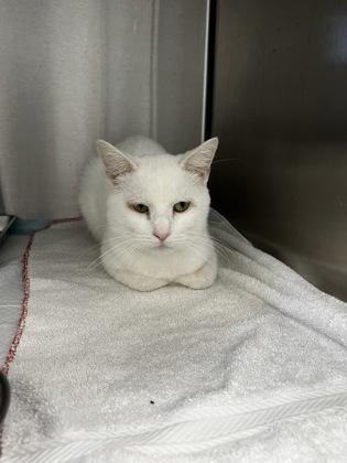 Two Percent, Adoptable, Adult Male Domestic Short Hair & Domestic Short Hair.