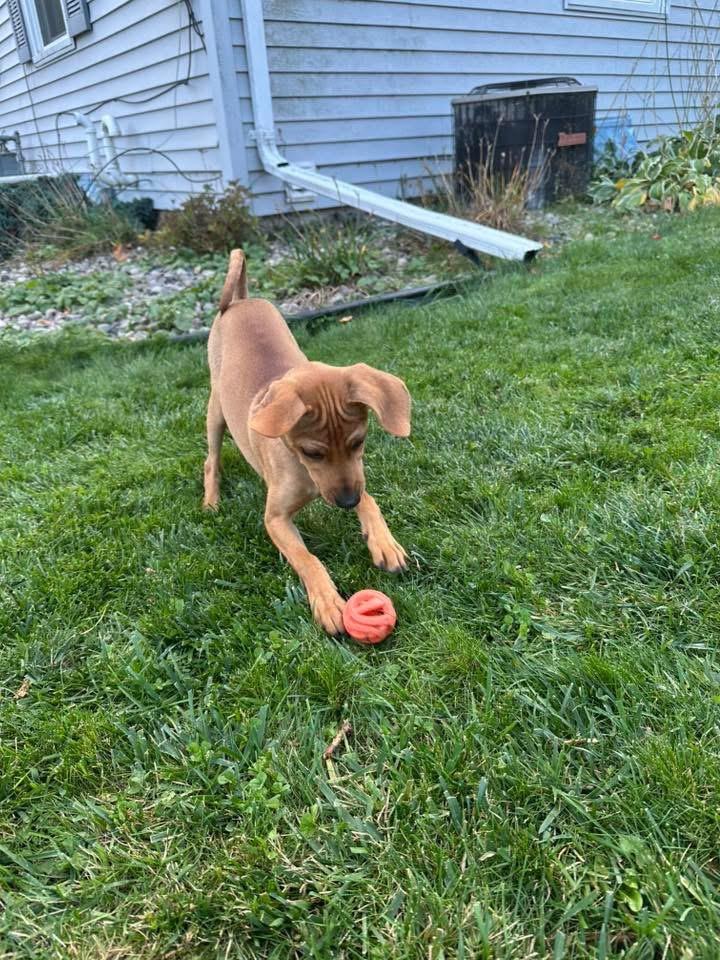Enlarge Ron, a Adopted mixed breed in Bristol, WI image 1/6