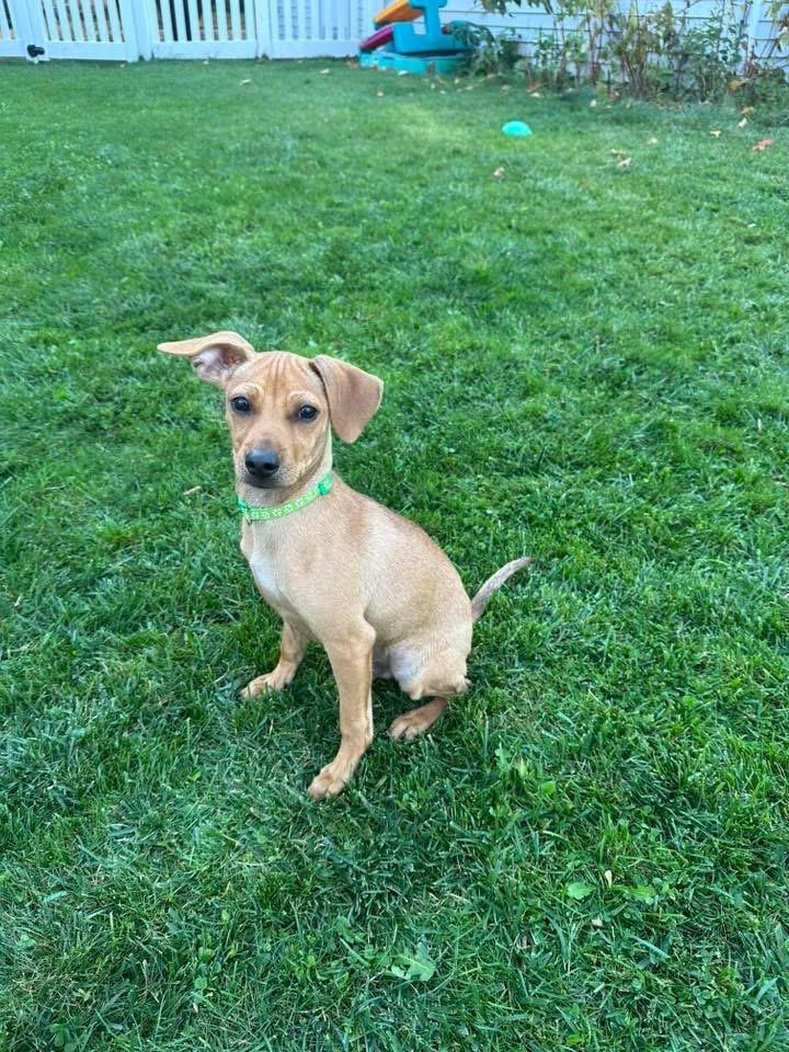 Enlarge Ron, a Adopted mixed breed in Bristol, WI image 2/6
