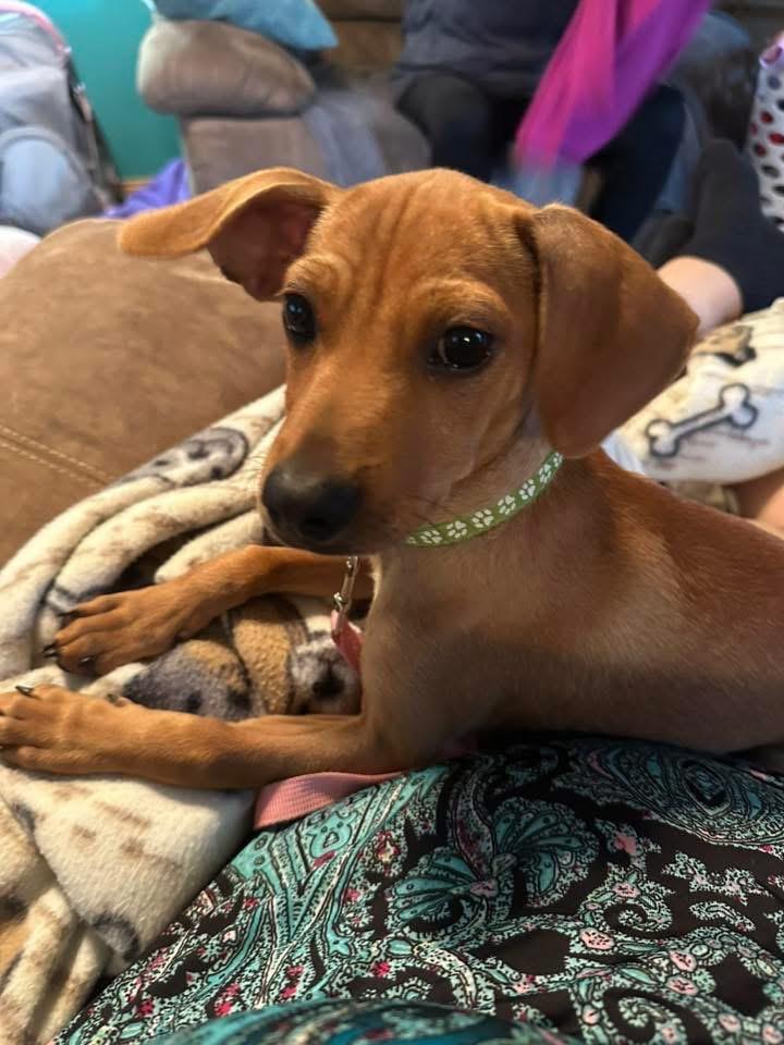 Enlarge Ron, a Adopted mixed breed in Bristol, WI image 3/6